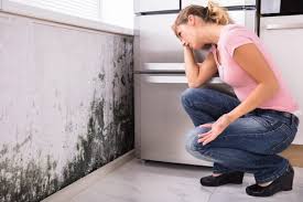 Reliable Beavercreek, OR Mold Removal & Remediation Solutions